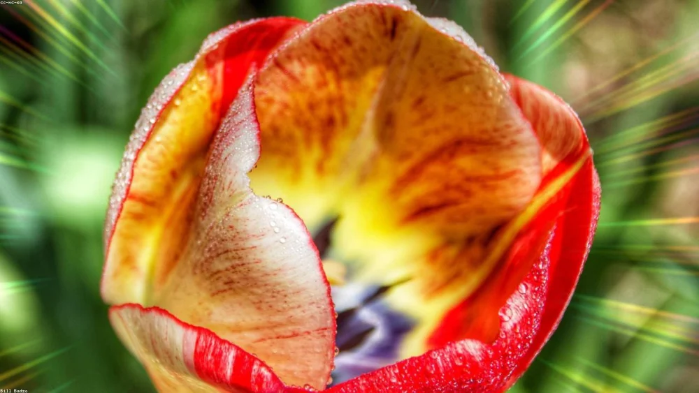 Black Sesame vs White Sesame: A Detailed Guide to Taste and Culinary Use