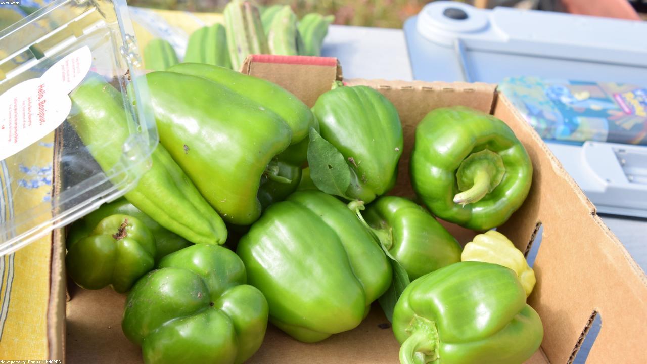 Chives vs Green Onions: Mastering Their Use in Spiced Dishes