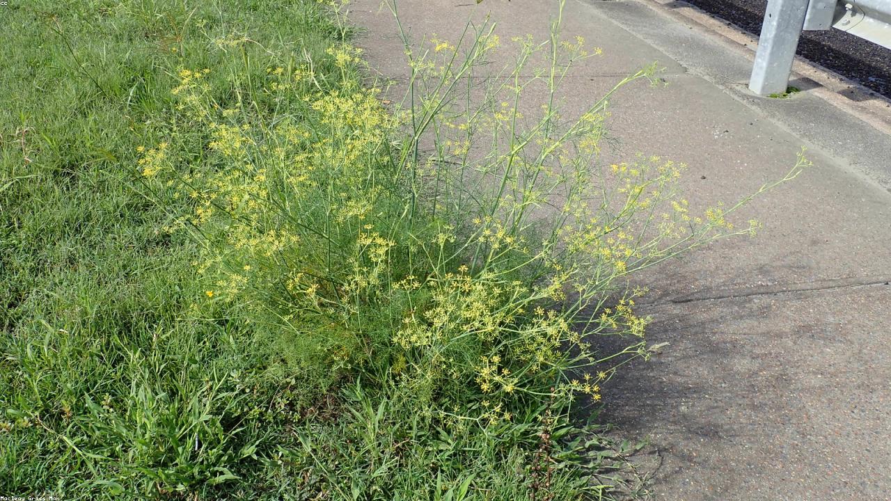 Fennel Seed vs Anise: A Flavor Comparison Guide