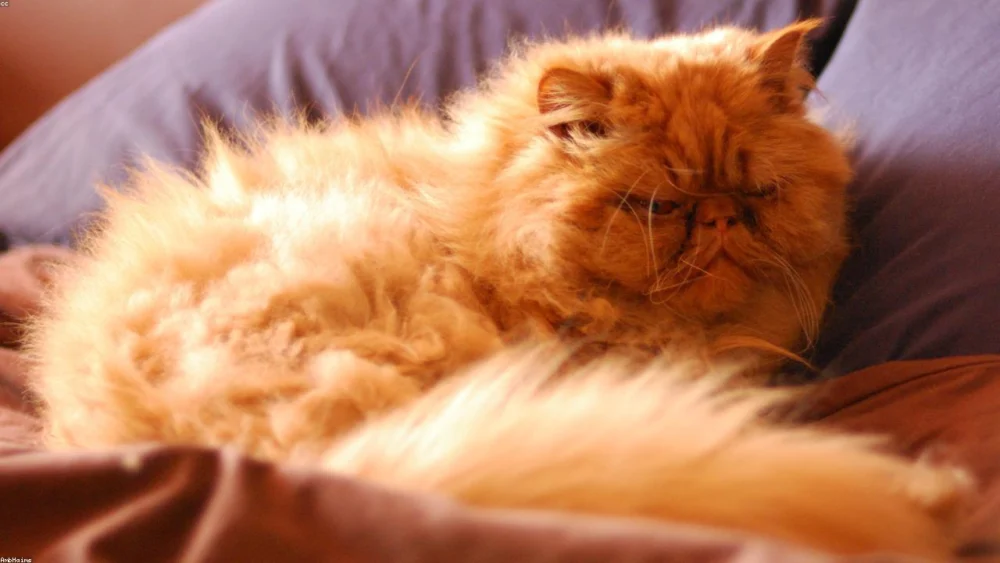 Ginger for Nausea: A Deep Dive into How It Works