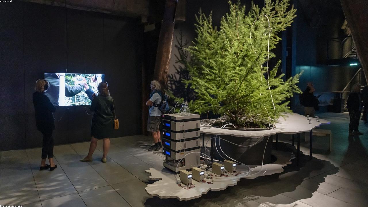 Harnessing the Spice: How Nutmeg May Boost Libido