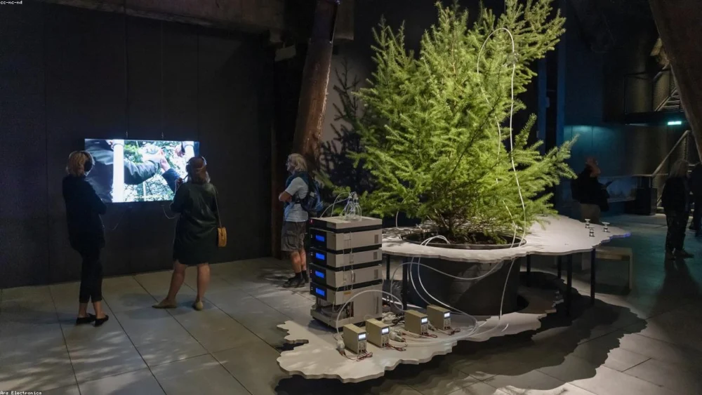 Harnessing the Spice: How Nutmeg May Boost Libido