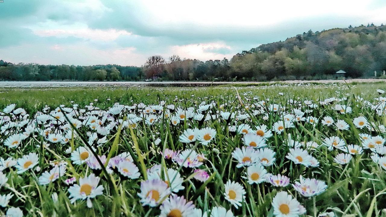 How Cloves Can Potentially Lower Elevated Liver Enzymes: A Detailed Guide