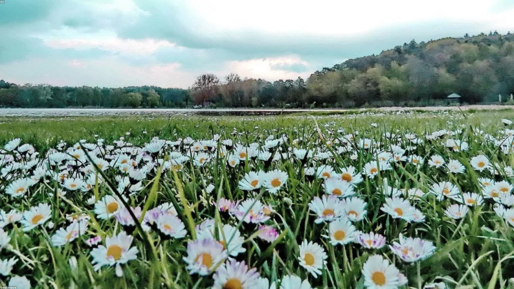 How Cloves Can Potentially Lower Elevated Liver Enzymes: A Detailed Guide