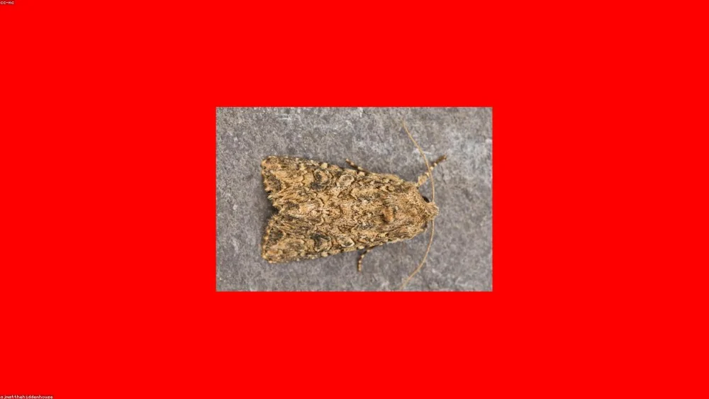 How to Master the Balance of Nutmeg vs Ginger in Pumpkin Spice