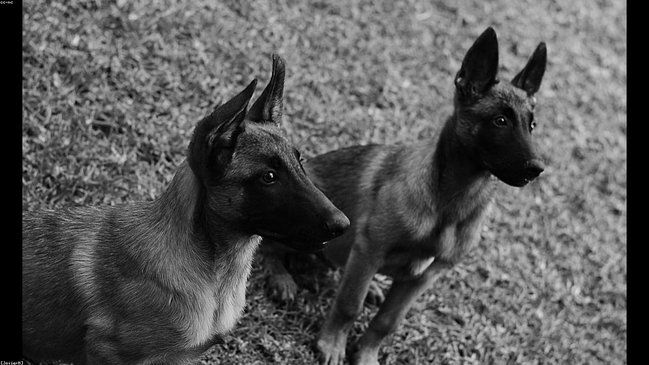 How to Substitute Parsley for Cilantro: A Step-by-Step Guide