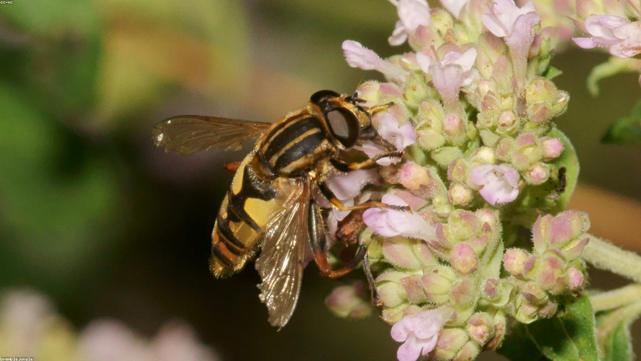 Marjoram vs Oregano: The Subtle Differences and How to Use Them