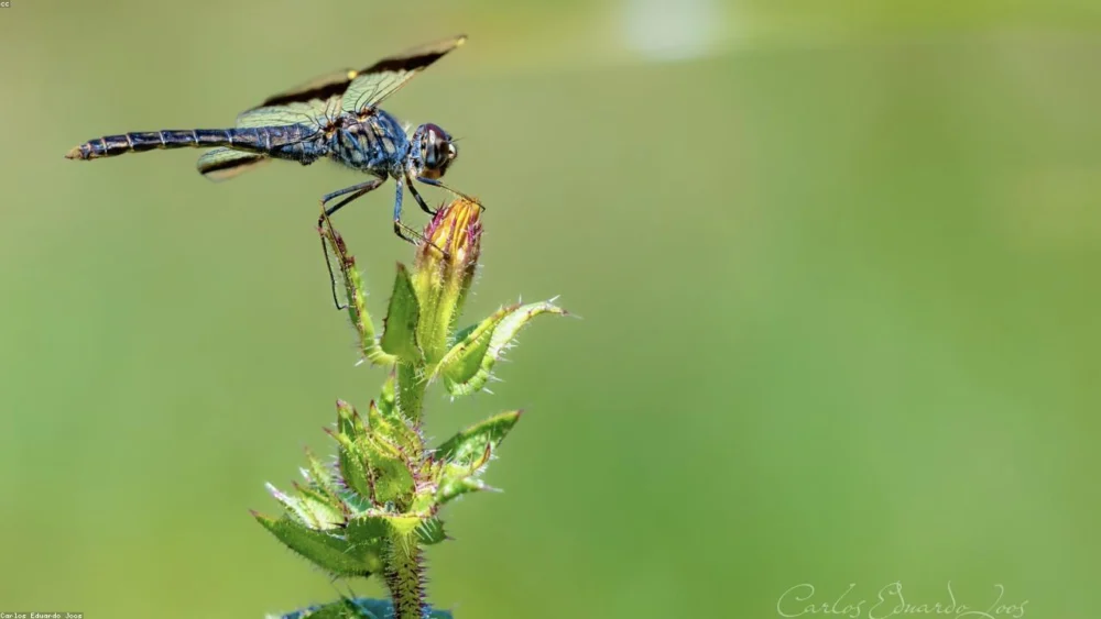 Mastering Precision: Essential Tips for Measuring Spices Accurately
