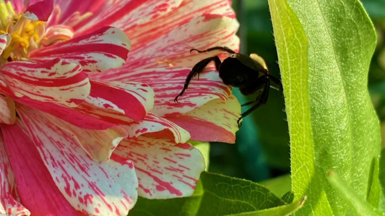 Peppermint vs Spearmint: A Comprehensive Profile Comparison Guide