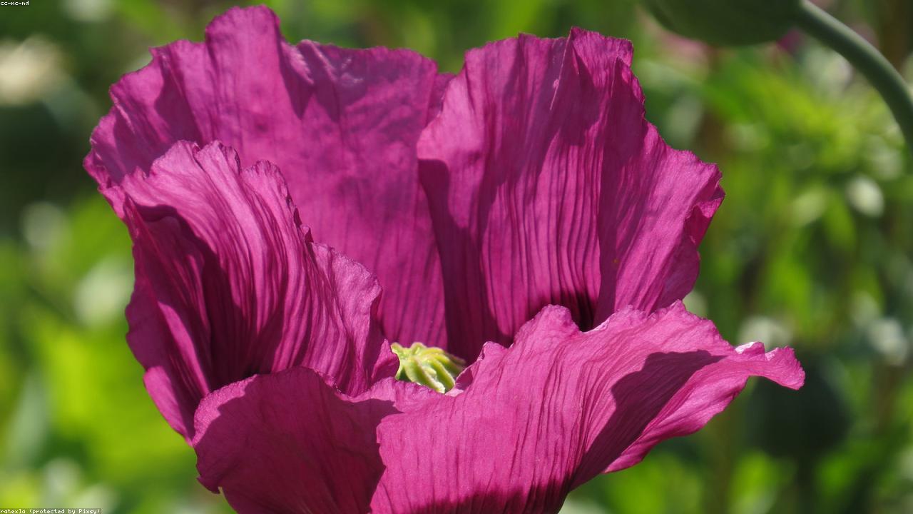 Poppy Seeds vs Sesame Seeds in Baking: A Comprehensive Comparison Guide