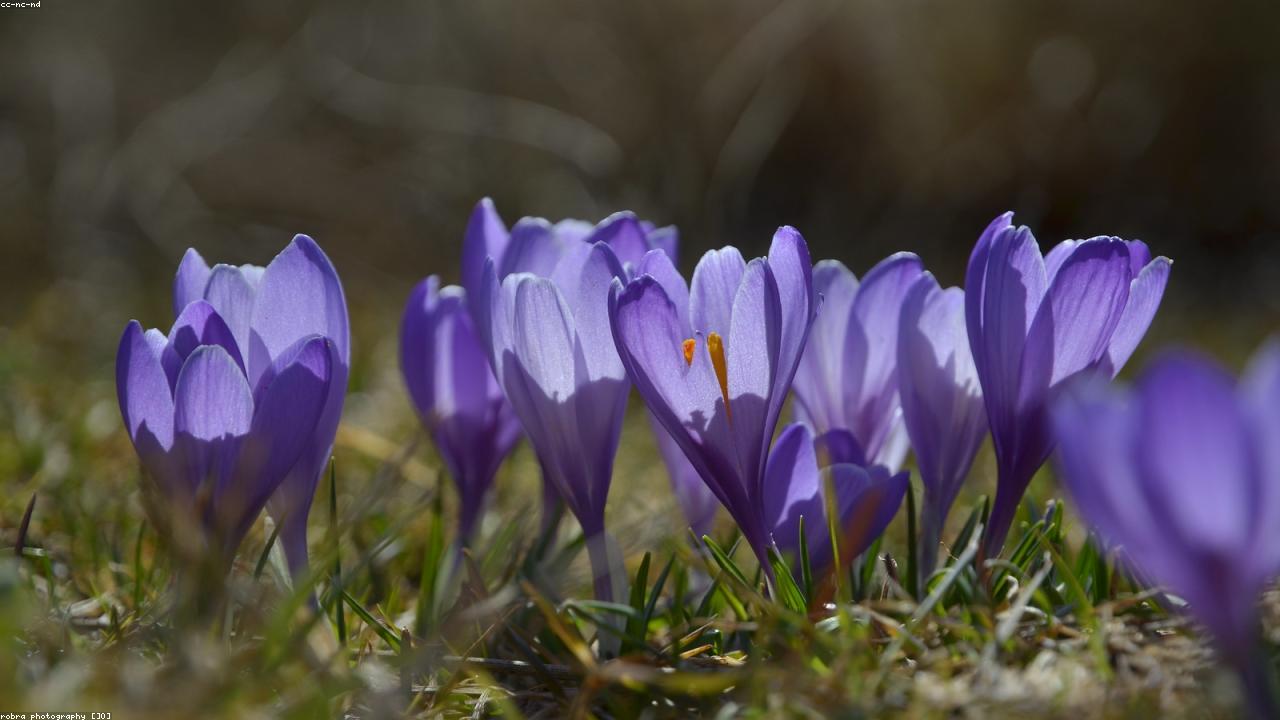 Saffron Substitutes: Best Alternatives for Color and Taste