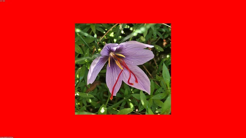 Saffron Threads vs Saffron Powder: A Comprehensive Comparison Guide