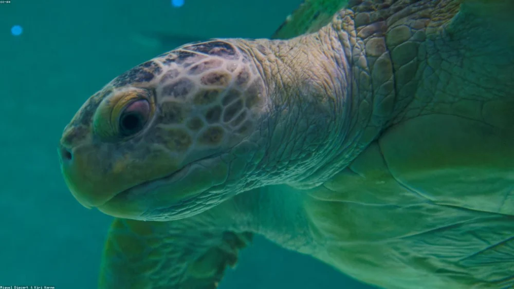 The Best Substitutes for Mahlab in Pastries: A Comprehensive Guide