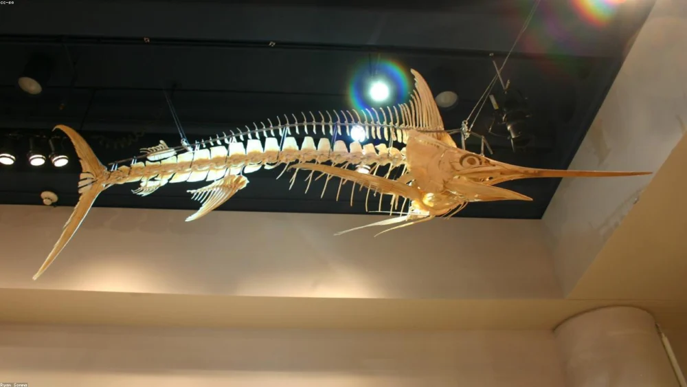 The Role of Black Peppercorns in Fat Metabolism: A Detailed Guide