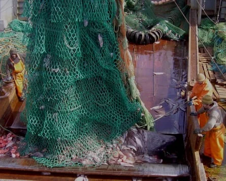 Clash in the Arctic: Greenland Shark Bycatch Sparks Debate Over Proposed Cull and Fishing Pressures