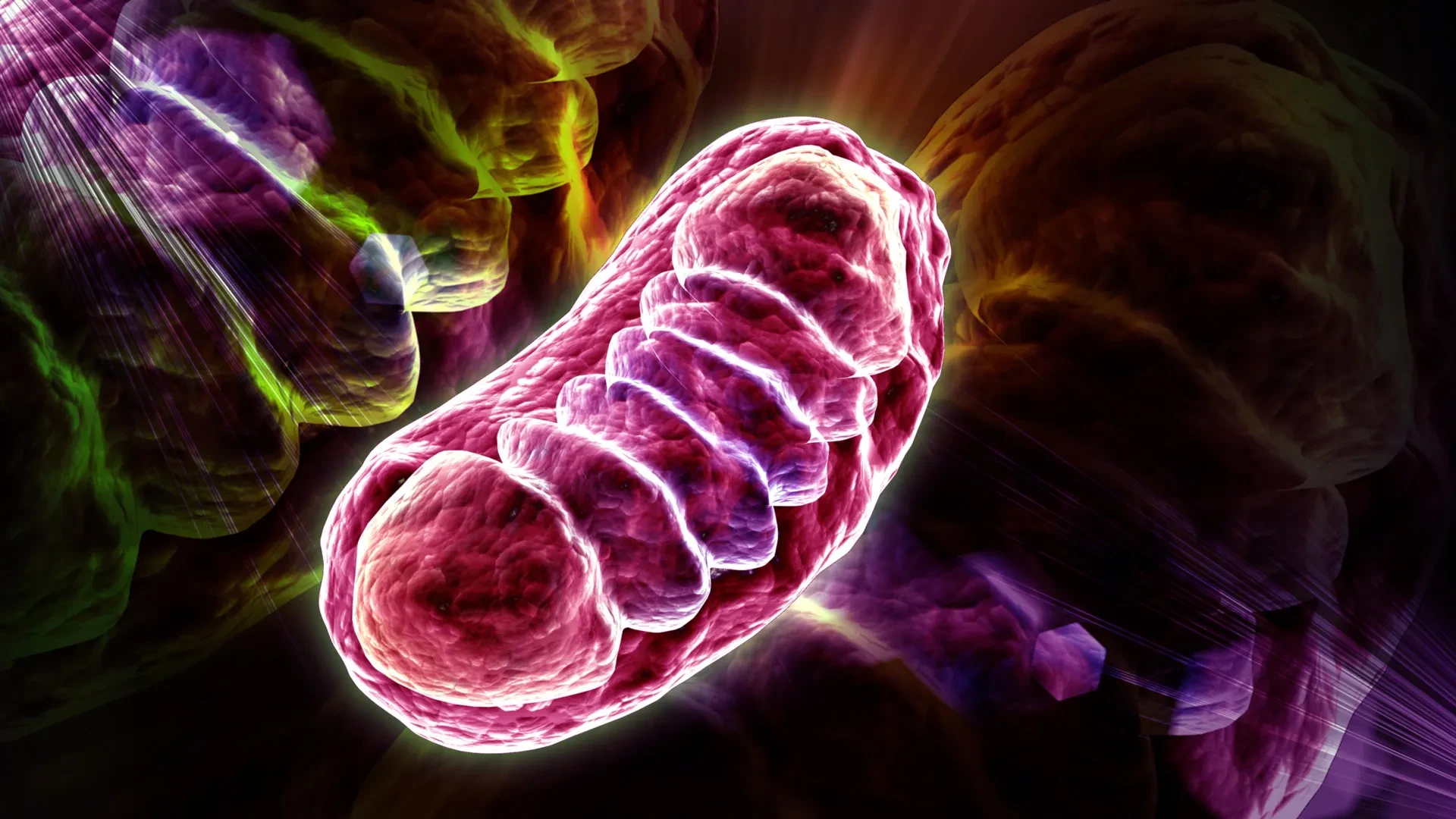New Research Reveals How the Essential Amino Acid Leucine Powers Cellular Mitochondria by Protecting Critical Proteins