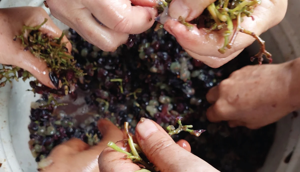Rethinking Human-Microbial Entanglements: A New Look at Food, Culture, and Control in Gastronomica