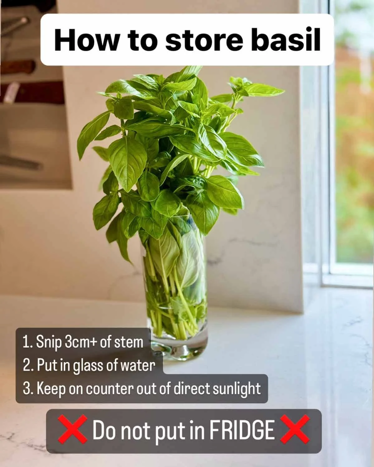 The Secret to Fresh Basil: Why Your Refrigerator Has Been Your Herb’s Worst Enemy